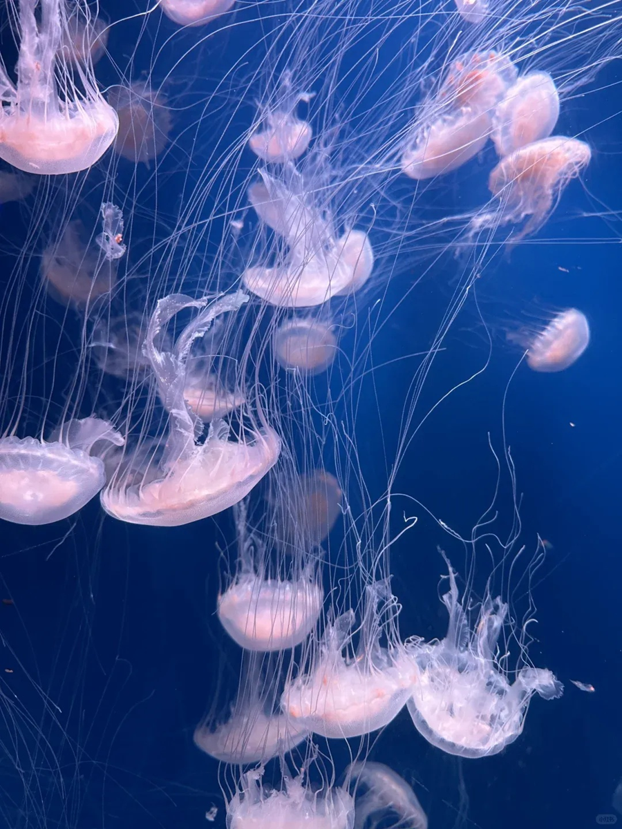 [心系连云港] 网红羊山岛+东西连岛+海州湾海底世界三日游
